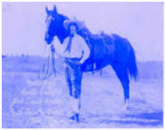 horse photo